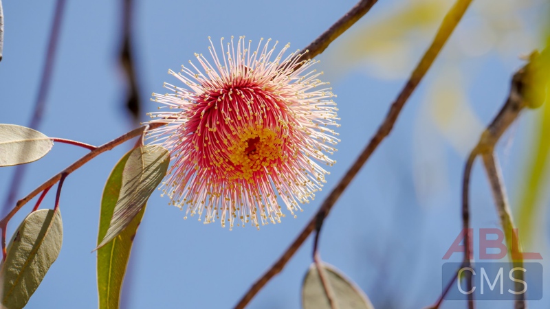 Lorem ipsum dolor sit amet consectetur - 7