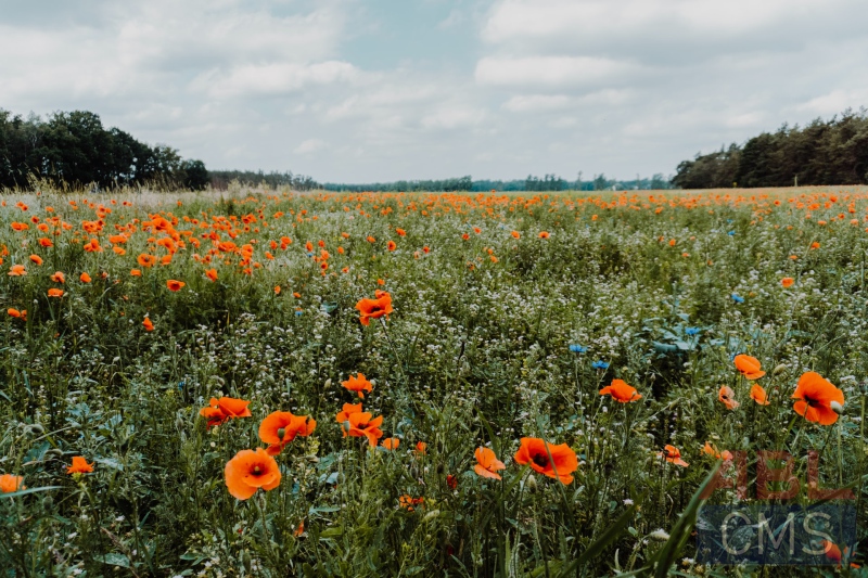 Lorem ipsum dolor sit amet consectetur - 7