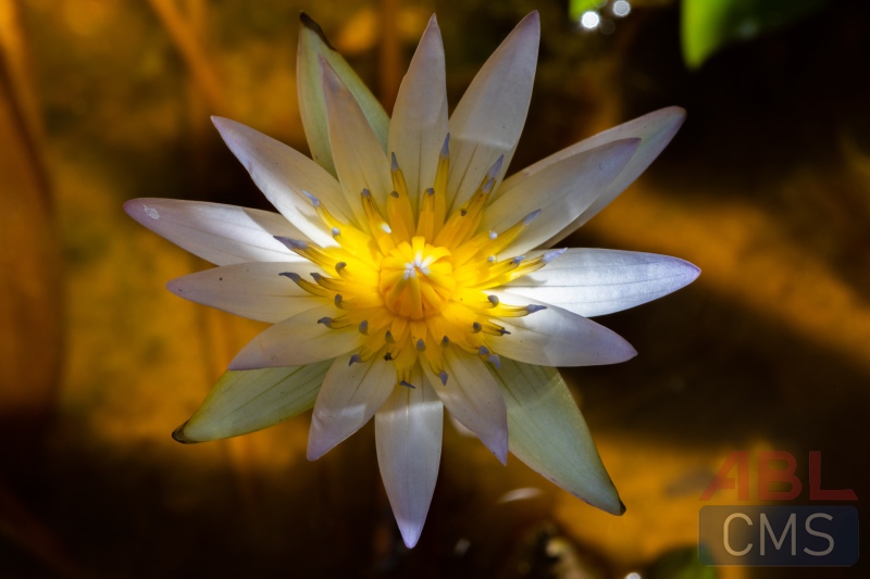 Lorem ipsum dolor sit amet consectetur - 7