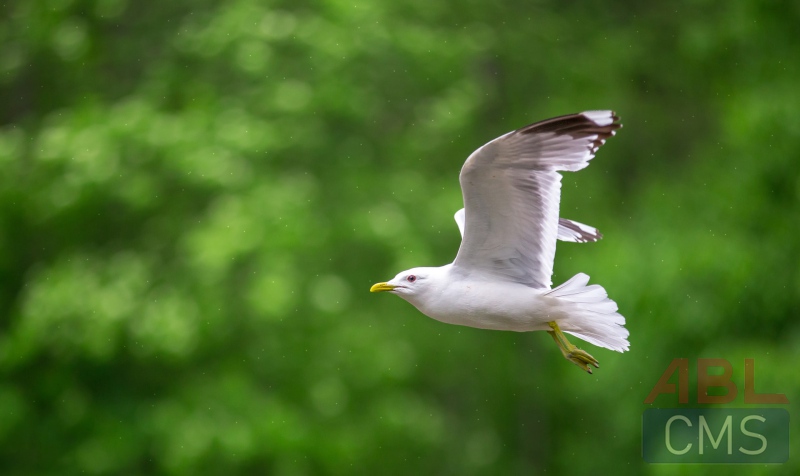 Lorem ipsum dolor sit amet consectetur - 7